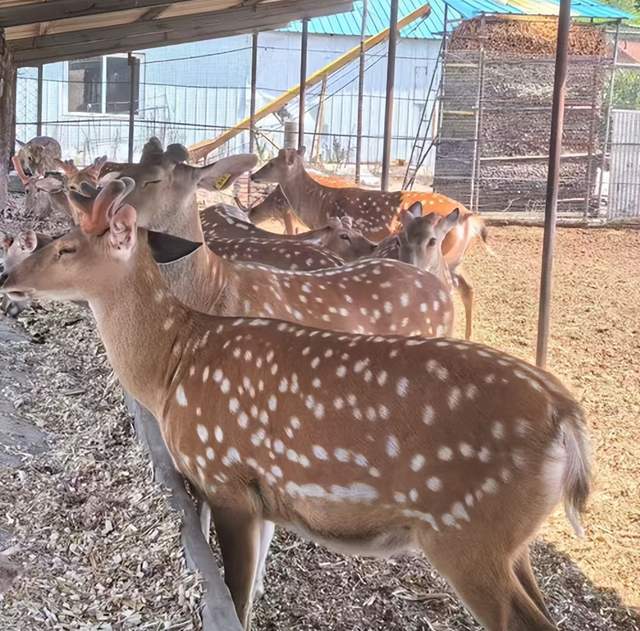 李记羊城深耕东北速冻面点解锁特色美食新赛道AG真人平台app匠心铸味鹿香焕新!长春(图2)