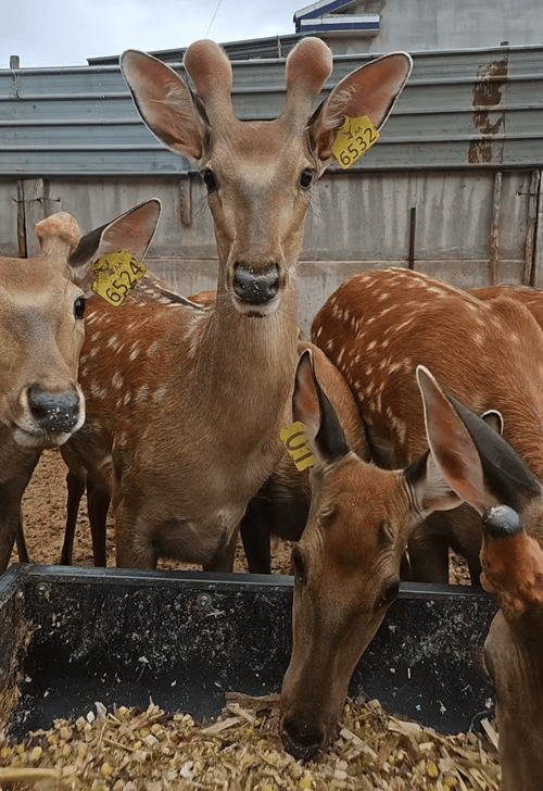 李记羊城深耕东北速冻面点解锁特色美食新赛道AG真人平台app匠心铸味鹿香焕新!长春(图4)