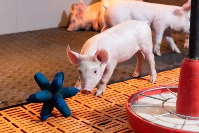 革！爱尔兰猪肉抢占新赛道AG真人中国猪肉